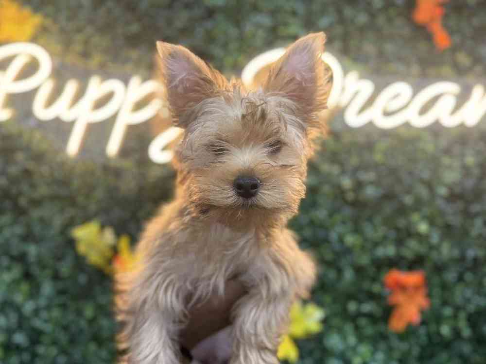 Male Yorkie Puppy for Sale in Little Rock, AR