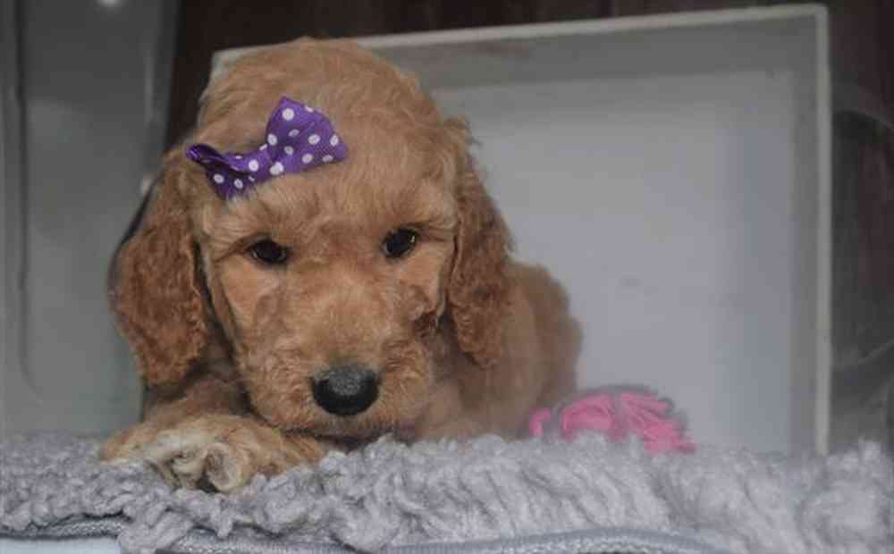 Goldendoodle (F1B) image