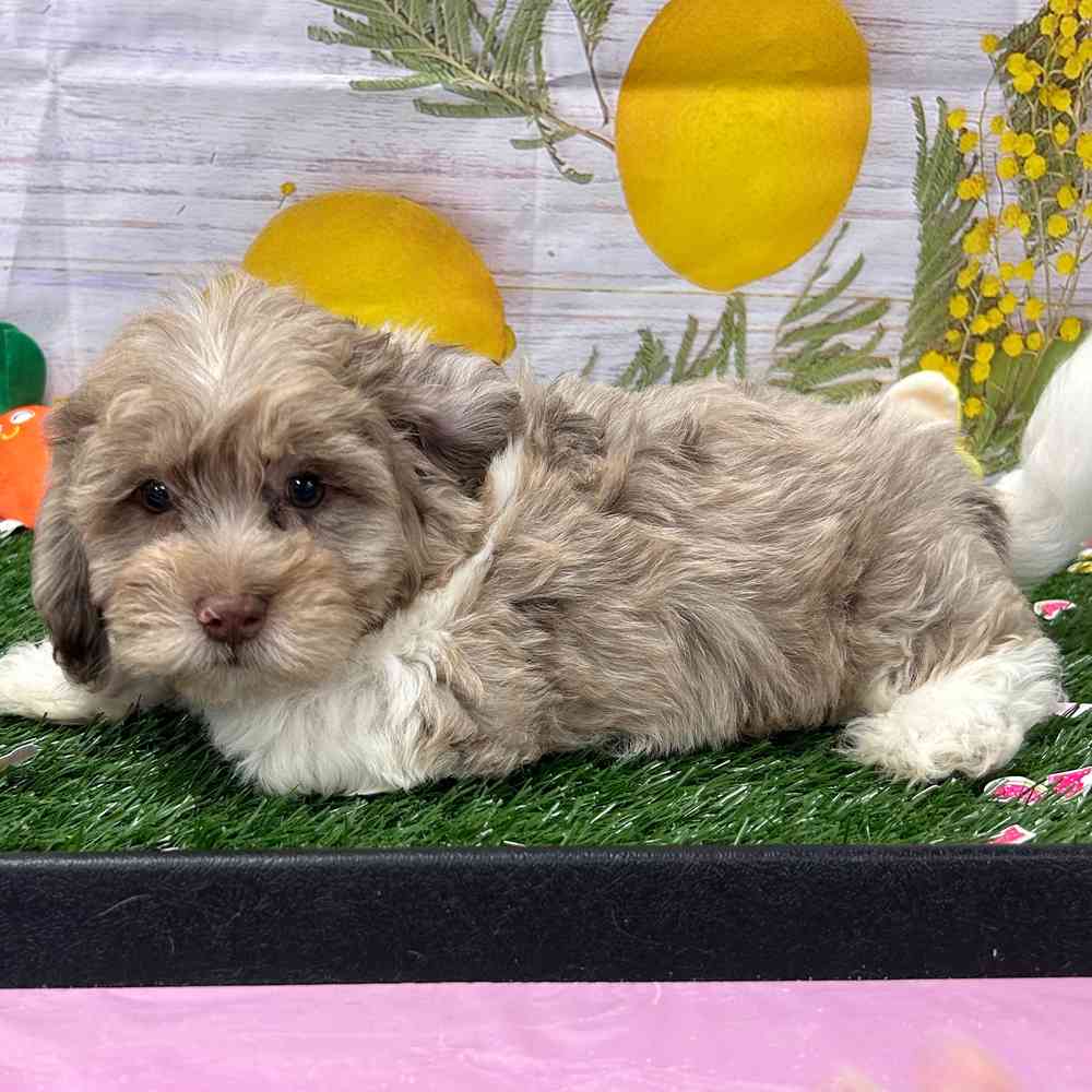 Daisy Dog image