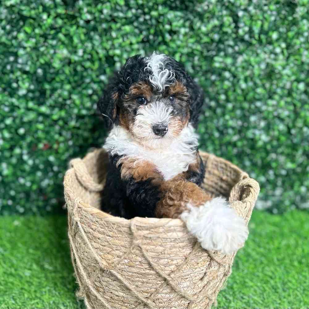 Bernedoodle image