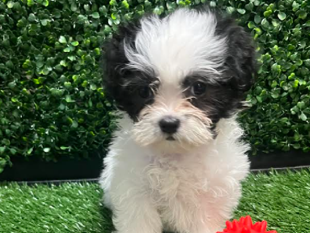 Female Teddy Bear Puppy for Sale in Cordova, TN