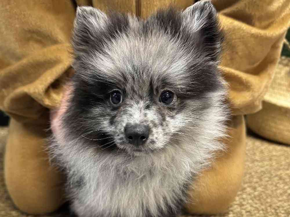 Male Pomeranian Puppy for Sale in Cordova, TN