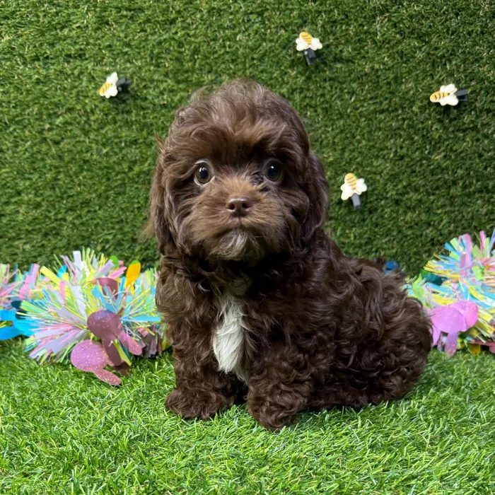 image_cropper_685348D3-3206-4B66-8823-BD7452C96F45-92705-0000130276CE598C.jpg image