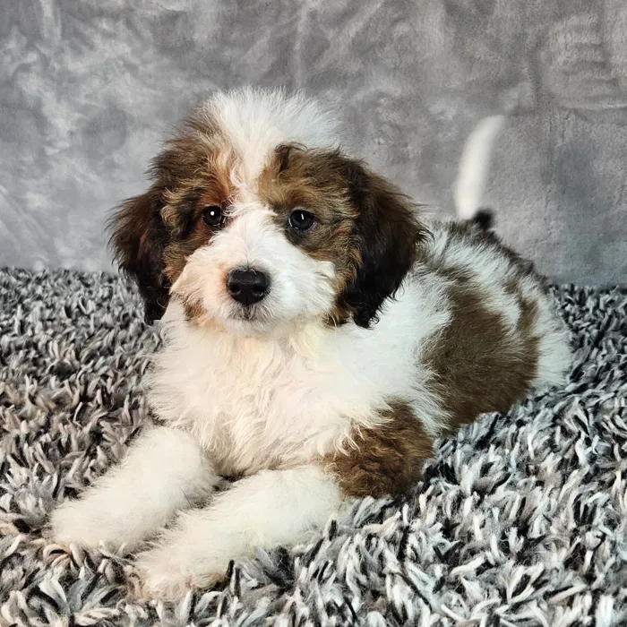 Bernedoodle-mini poodle image