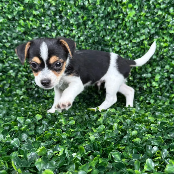 Chorkie image