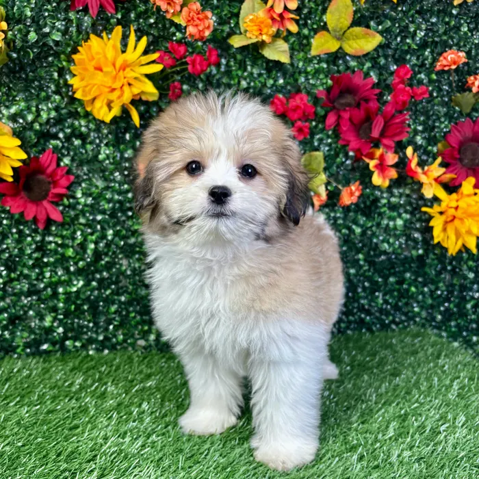 TEDDY-POM image