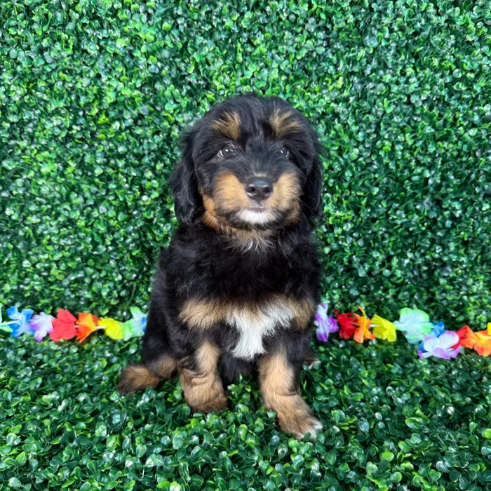Aussie-Poo image