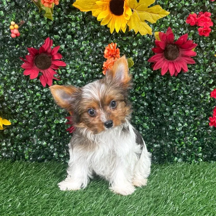 Parti Yorkie image