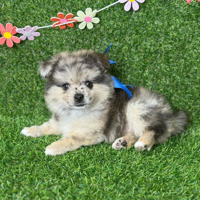 PomChi image
