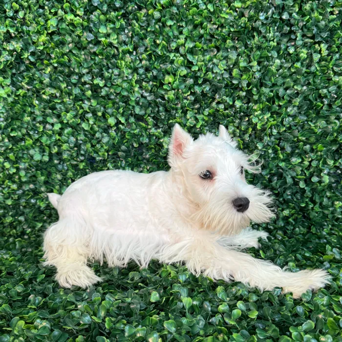Schnauzer image