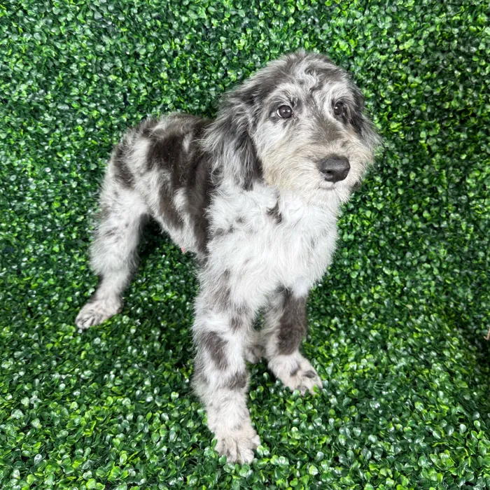 Aussie-Poo image