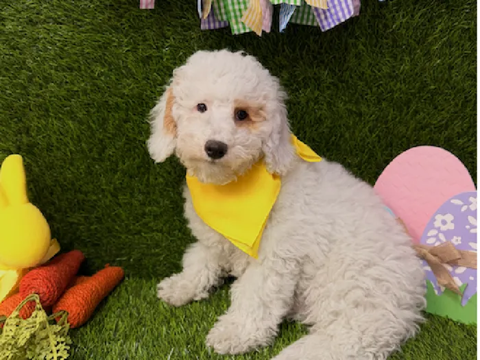 Male 2nd Gen Mini Goldendoodle Puppy for Sale in , image