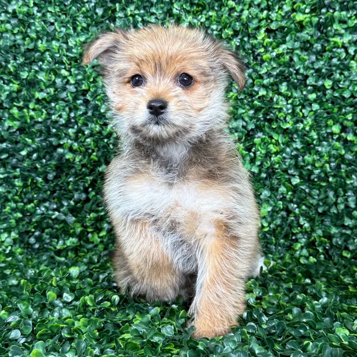 Yorkie-Pom image