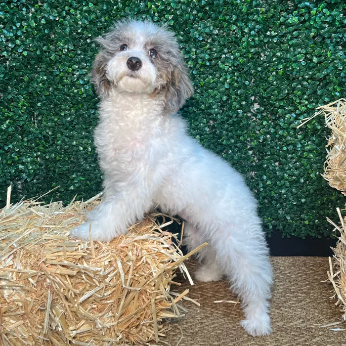 Parti Poodle image