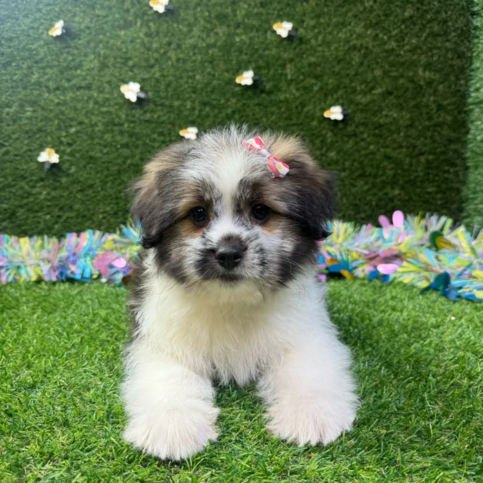 Pomeranian-Shih Tzu image
