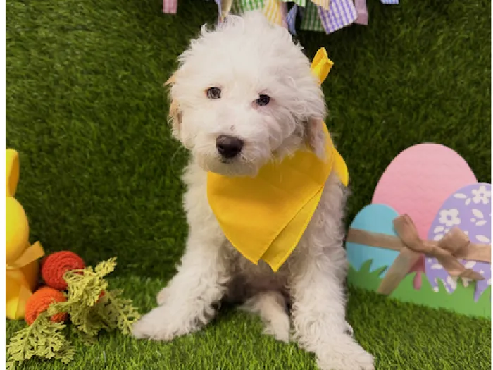 Male 2nd Gen Mini Goldendoodle Puppy for Sale in , image