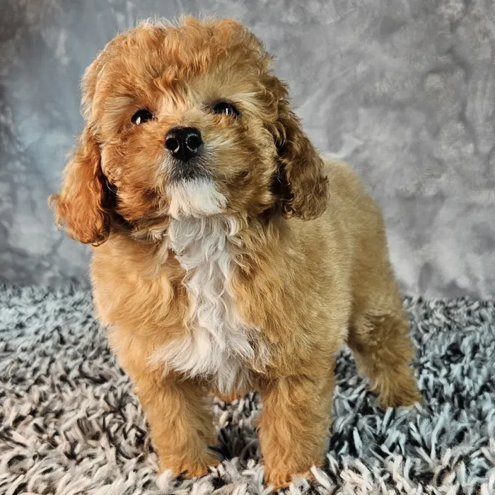 Poodle Toy image