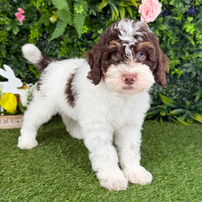 image_cropper_08A9D3AE-CC34-4DD5-9BD7-69C3E2C27B43-5618-00001942C5116ED9.jpg image