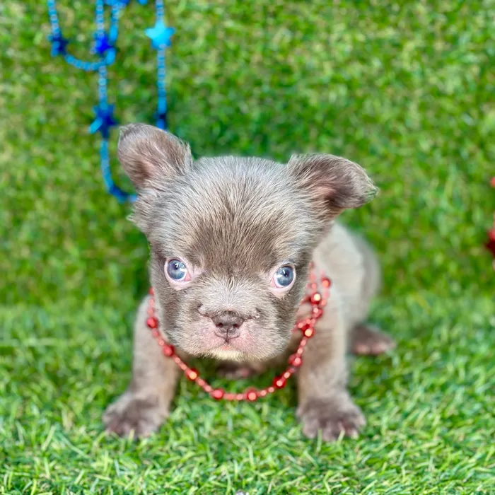 Male Fluffy French Bulldog puppy named Ace for sale at Puppy Dreams - Arlington.
