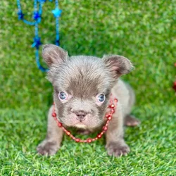 Male Fluffy French Bulldog puppy named Ace for sale at Puppy Dreams - Arlington.