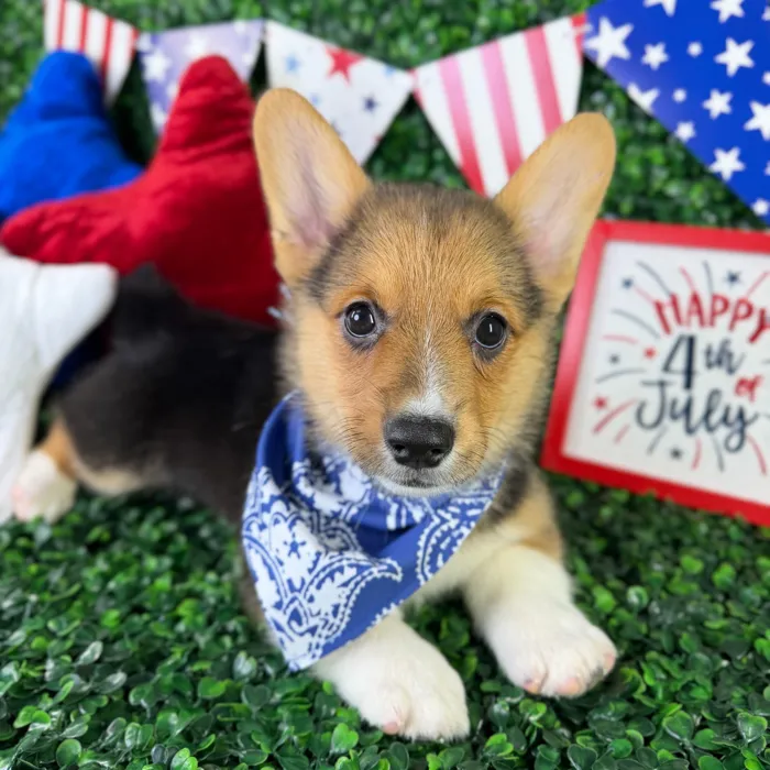 Male Pembroke Welsh Corgi puppy named Peanut for sale at Puppy Dreams - North Richland Hills.