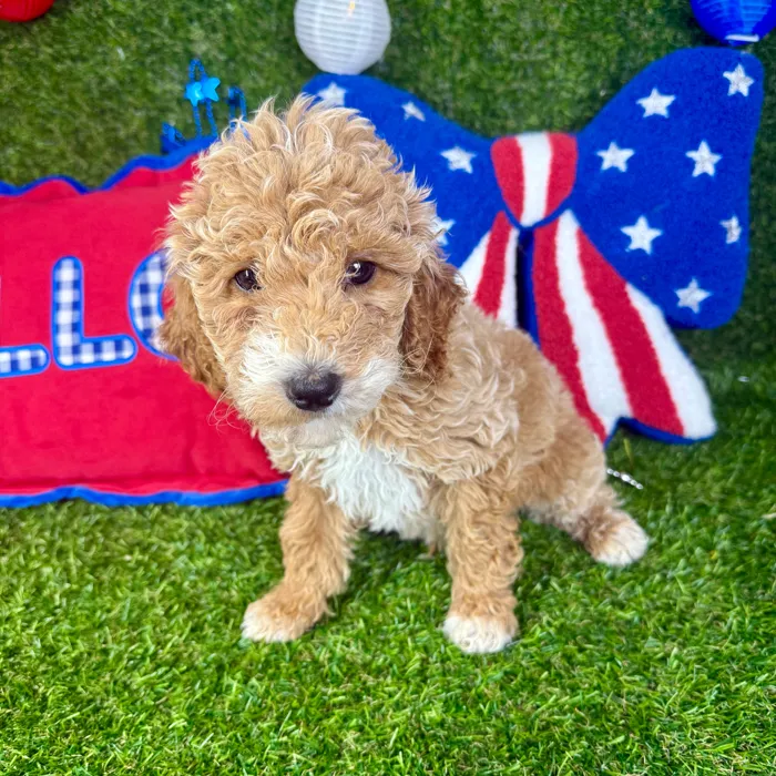 Male Mini Goldendoodle puppy named Rio for sale at Puppy Dreams - Arlington.