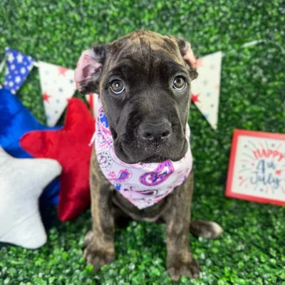 Female Cane Corso puppy named Zara for sale at Puppy Dreams - North Richland Hills.