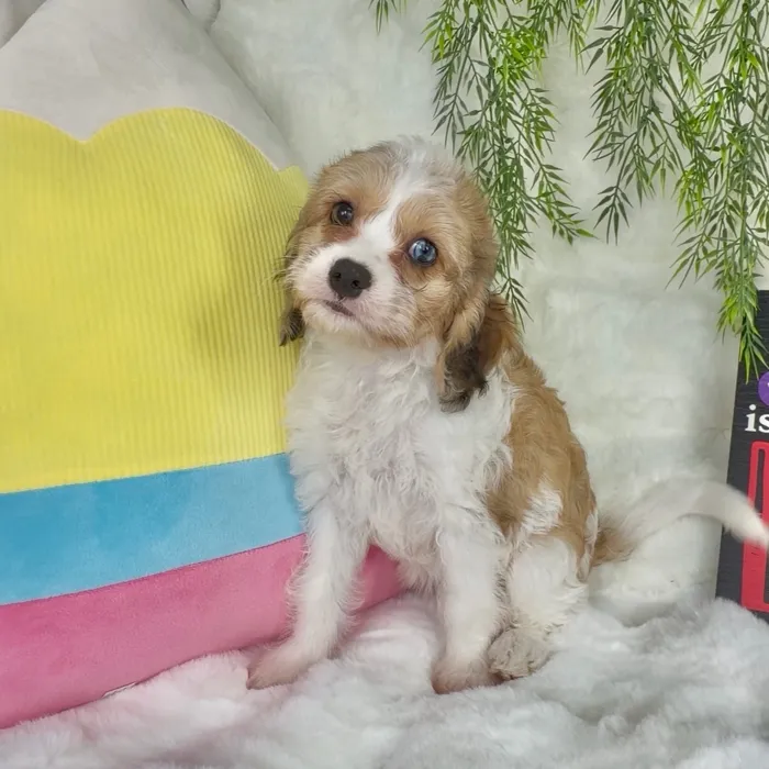 Female Cavachon puppy named Penn for sale at Puppy Dreams - Denton.