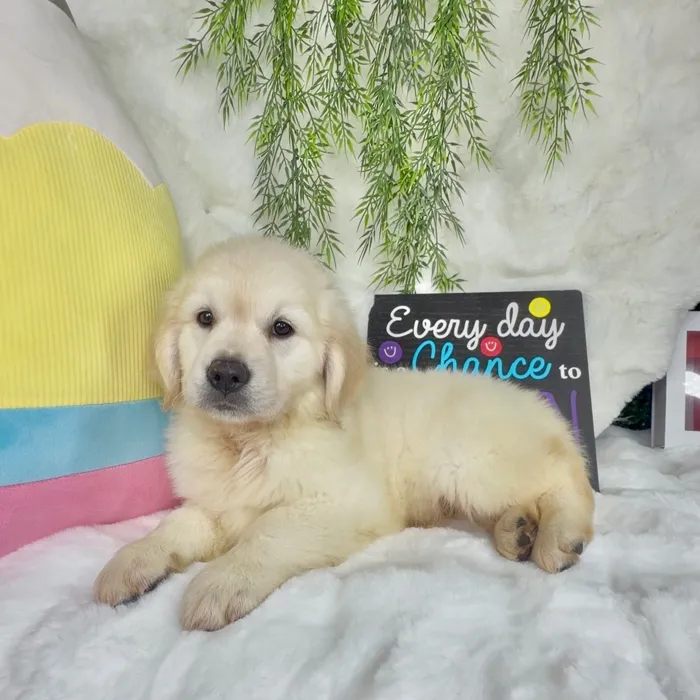 Male Golden Retriever puppy named Oakley for sale at Puppy Dreams - Denton.