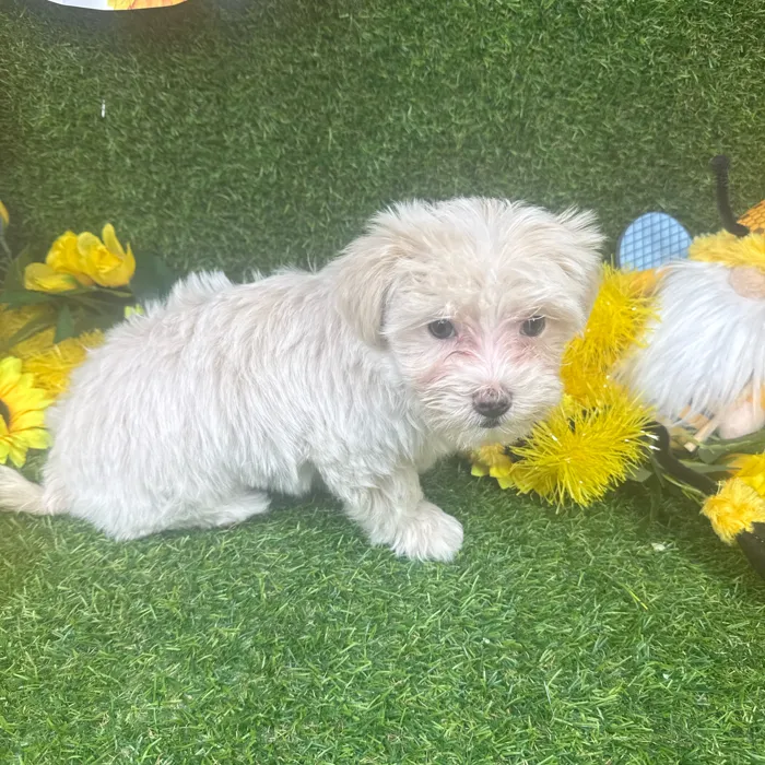 Female Maltipoo puppy named Minnie for sale at Puppy Dreams - Arlington.
