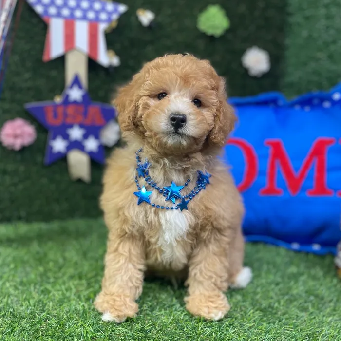 Male Mini Poodle puppy named Otis for sale at Puppy Dreams - Carrollton.