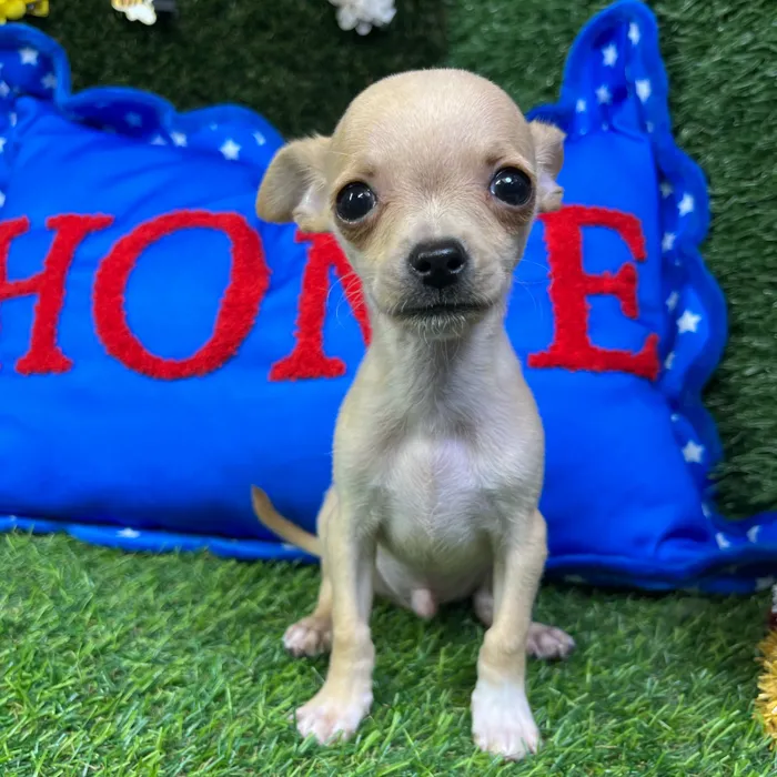 Male Chihuahua puppy named Woody for sale at Puppy Dreams - Carrollton.