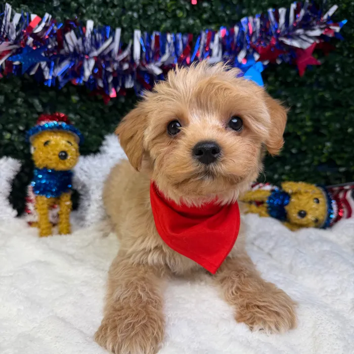 Male Yochon puppy named Max for sale at Puppy Dreams - Garland.