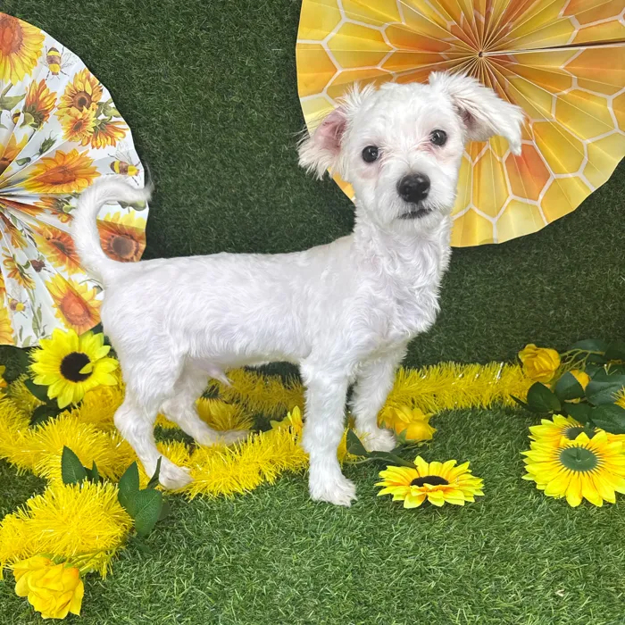 Male Maltese puppy named Harry for sale at Puppy Dreams - Arlington.