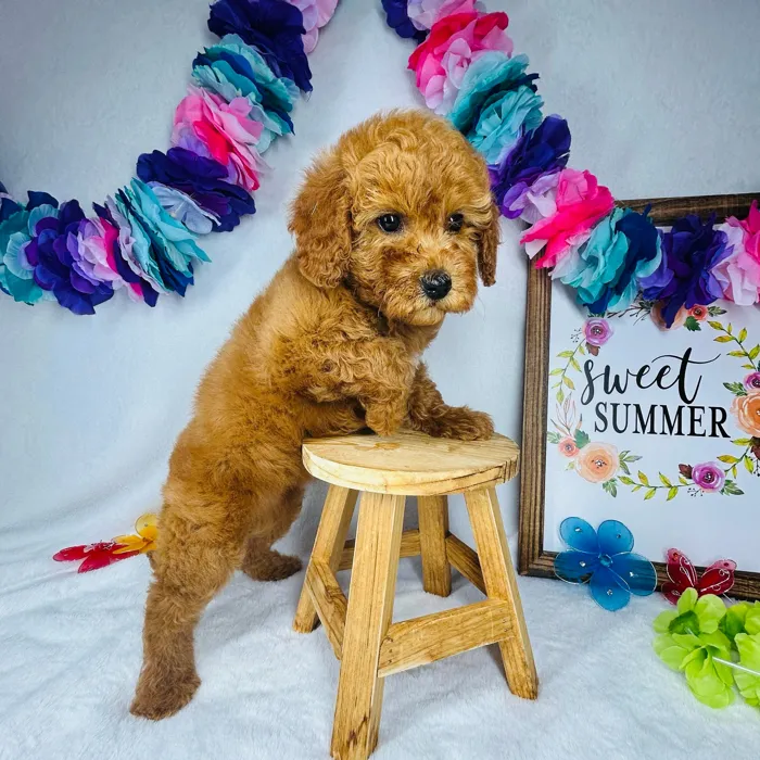 Male Mini Goldendoodle puppy named *Hephaestus* for sale at Puppy Dreams - Mansfield.