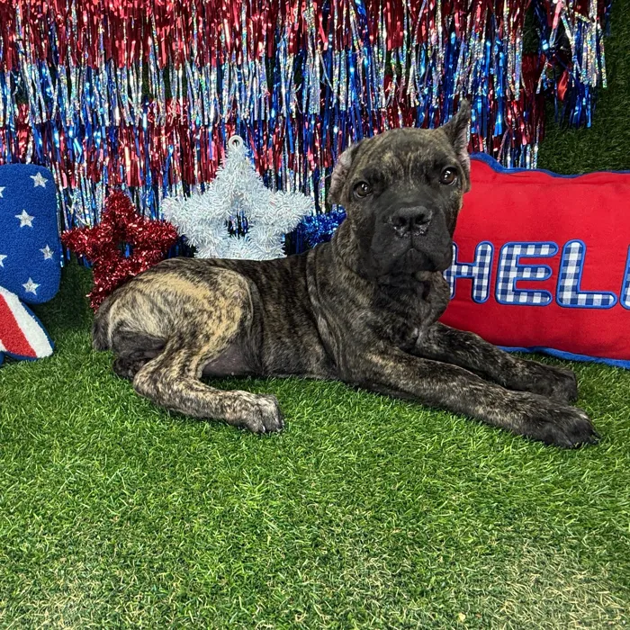 Female Cane Corso puppy named Zyla for sale at Puppy Dreams - Arlington.