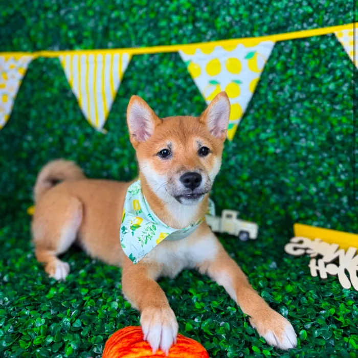 Male Shiba Inu puppy named Waffles for sale at Puppy Dreams - North Richland Hills.