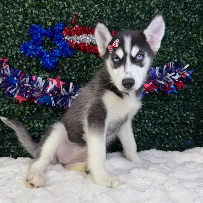 Female Siberian Husky puppy named Blizzard for sale at Puppy Dreams - Garland.
