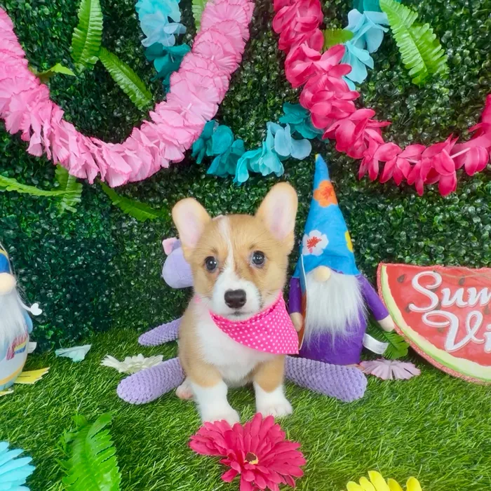 Female Pembroke Welsh Corgi puppy named Weasel for sale at Puppy Dreams - Denton.