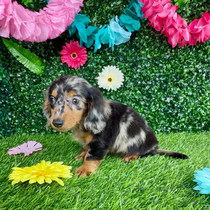 Male Dachshund puppy named Dylan for sale at Puppy Dreams - Denton.