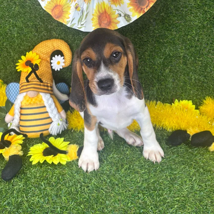 Male Beagle puppy named Charlie for sale at Puppy Dreams - Arlington.