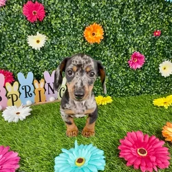 car_main_img_/media/ap_media/pets/AOIISUJGTDJB375272.webp.250x250_q85.webp