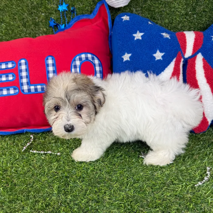 Female Morkie puppy named Uni for sale at Puppy Dreams - Arlington.