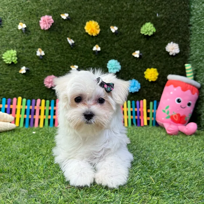 Female Maltese puppy named Bella for sale at Puppy Dreams - Carrollton.