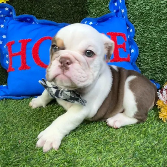 Female English Bulldog puppy named Sausage for sale at Puppy Dreams - Carrollton.