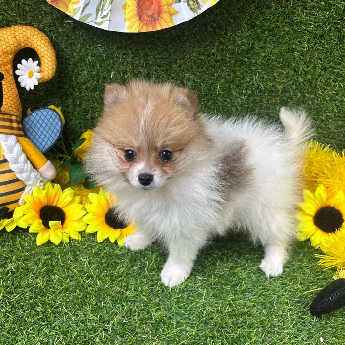 Female Pomeranian puppy named Foxy for sale at Puppy Dreams - Arlington.