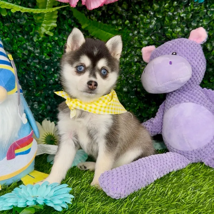 Female Alaskan Klee Kai puppy named Zebra for sale at Puppy Dreams - Denton.