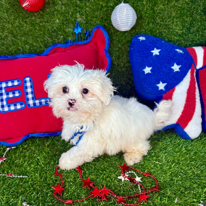 Male Pekingese - Mini Poodle puppy named Mochi for sale at Puppy Dreams - Arlington.