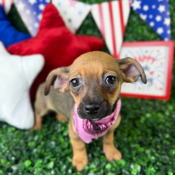 Female Chiweenie puppy named Chloe for sale at Puppy Dreams - North Richland Hills.