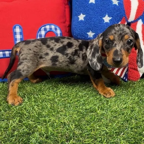 Male Dachshund puppy named Jessie for sale at Puppy Dreams - Arlington.